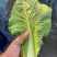 快餐小白菜量大