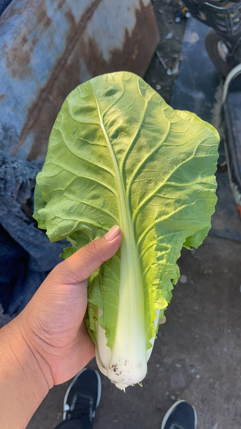 快餐小白菜量大