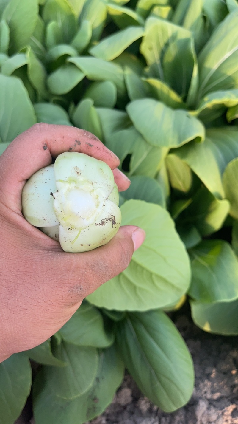 快餐小白菜量大