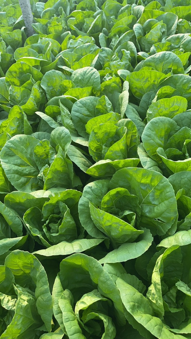 快餐小白菜量大
