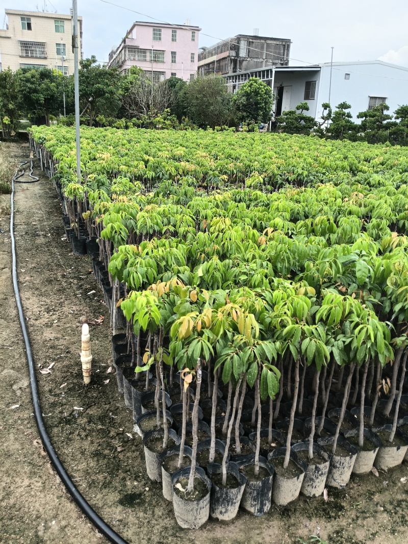 妃子笑荔枝苗广东育苗基地直供价格美丽欢迎电话联系