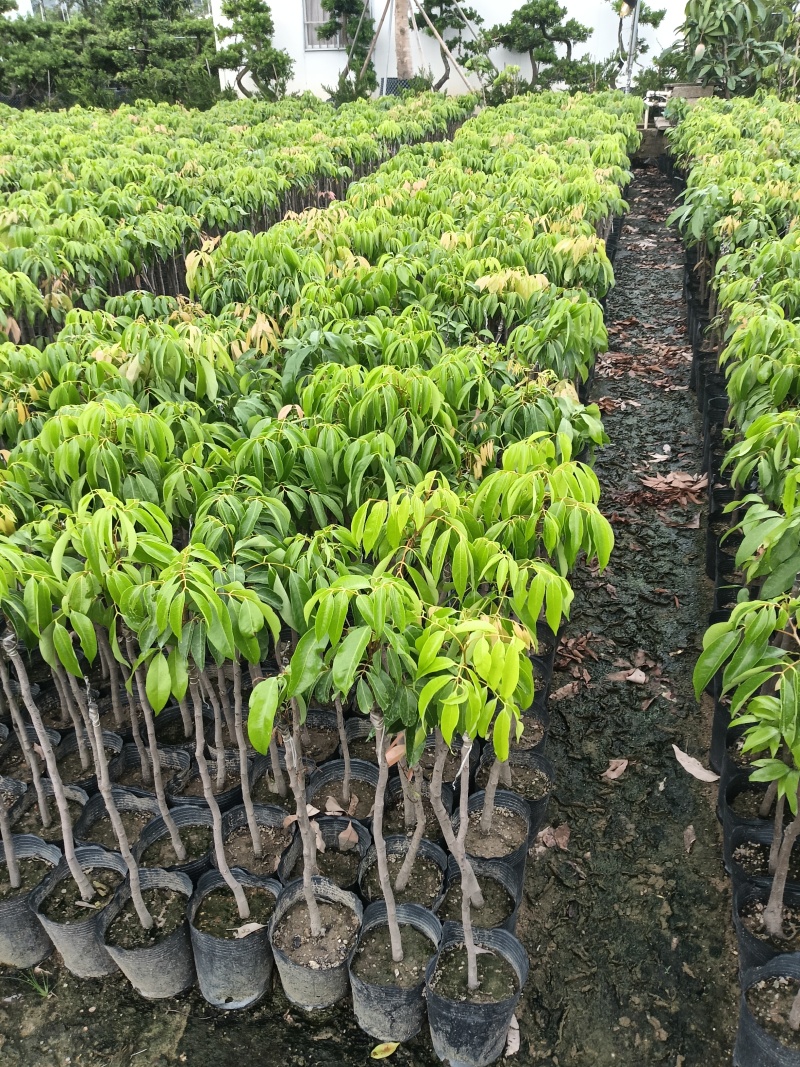 妃子笑荔枝苗广东育苗基地直供价格美丽欢迎电话联系