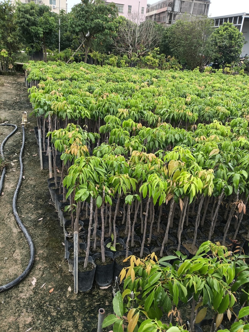 妃子笑荔枝苗广东育苗基地直供价格美丽欢迎电话联系