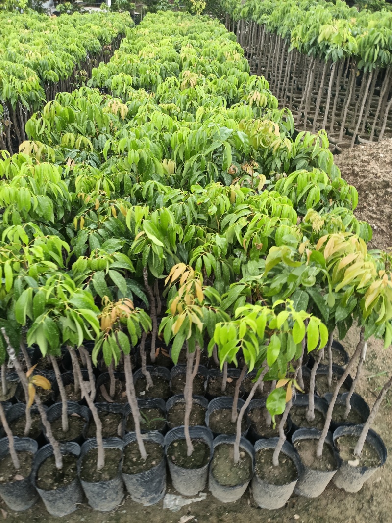 妃子笑荔枝苗广东育苗基地直供价格美丽欢迎电话联系