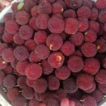东魁杨梅