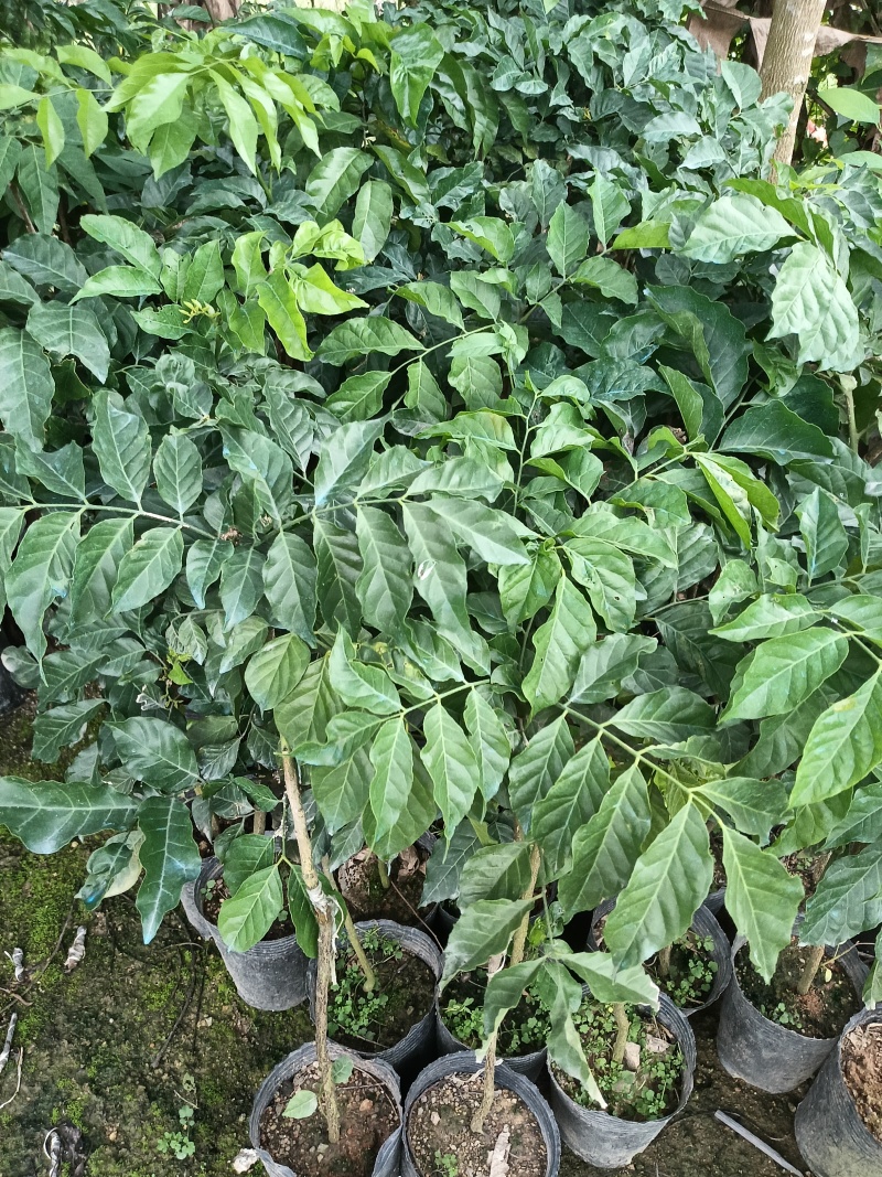 鸡心大个黄皮苗