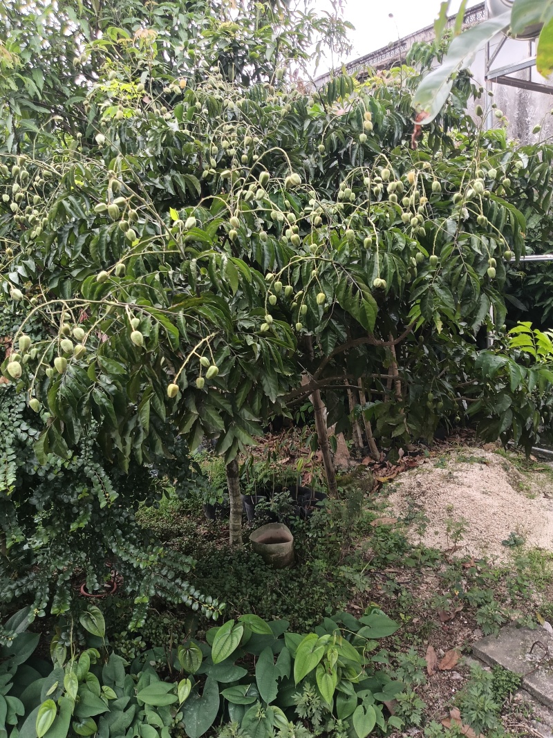 鸡心大个黄皮苗