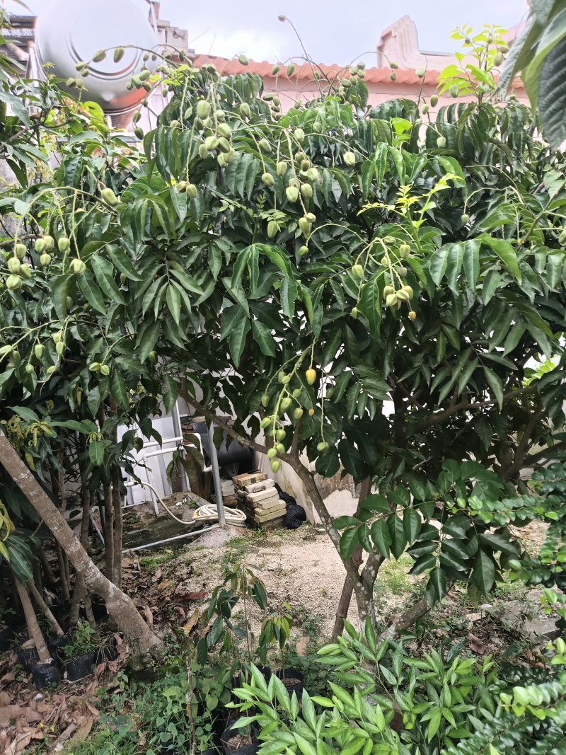 鸡心大个黄皮苗
