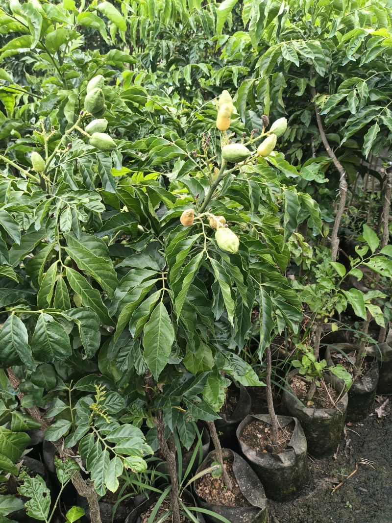 鸡心大个黄皮苗