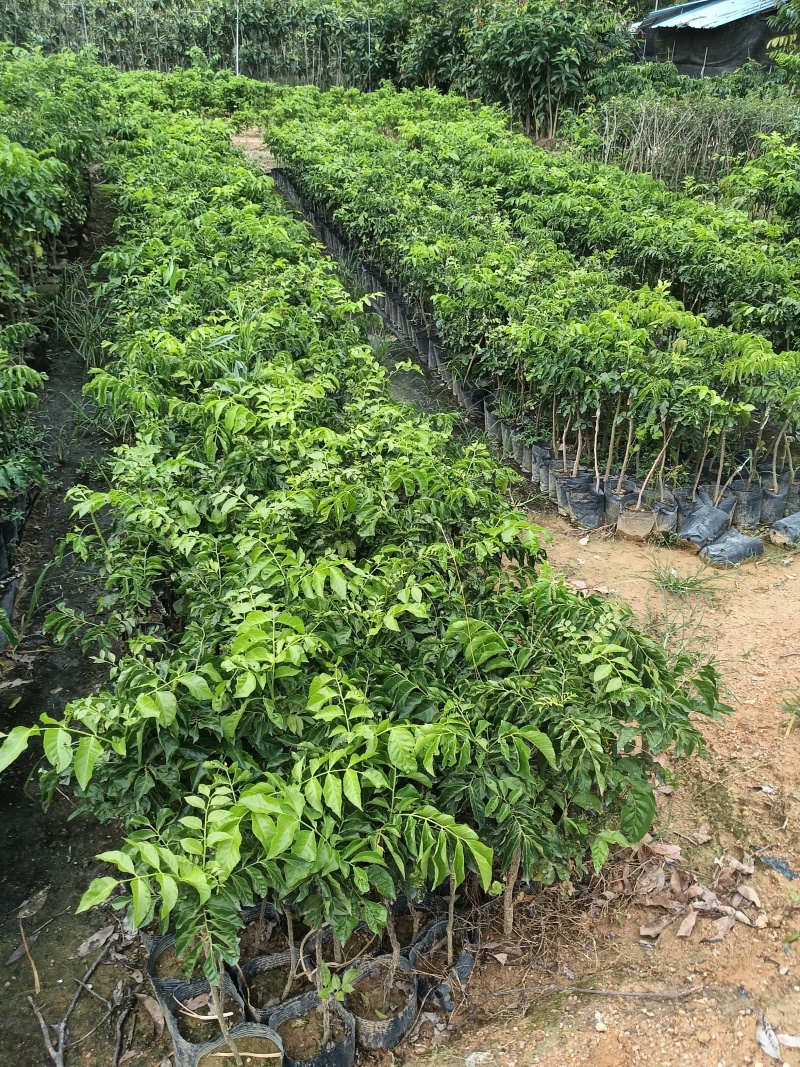 鸡心大个黄皮苗