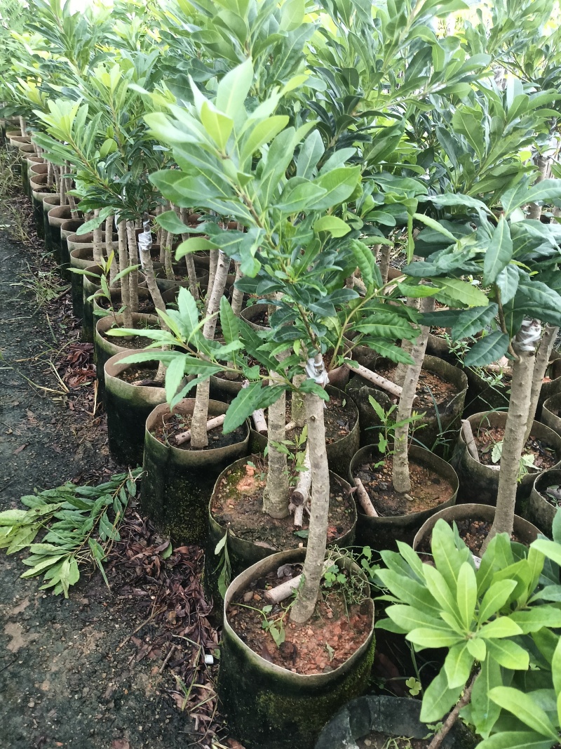 东魁杨梅苗