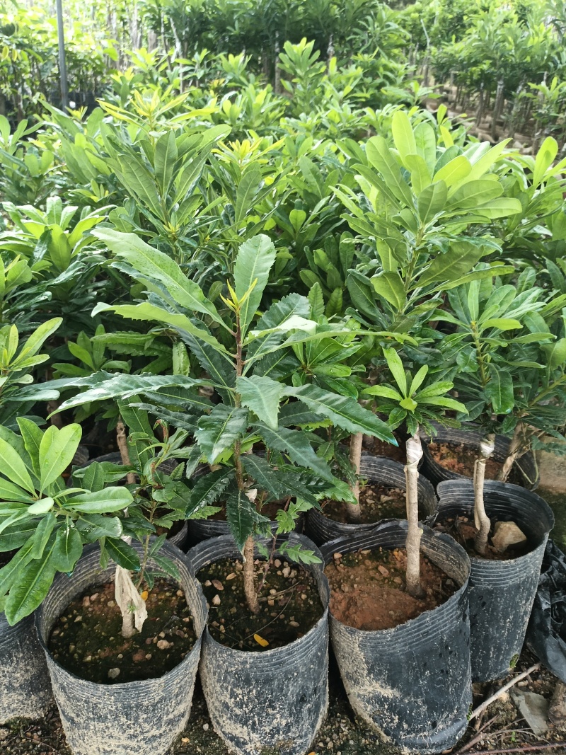 东魁杨梅苗