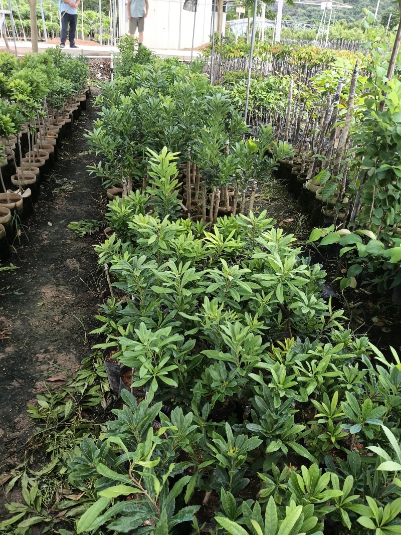 东魁杨梅苗