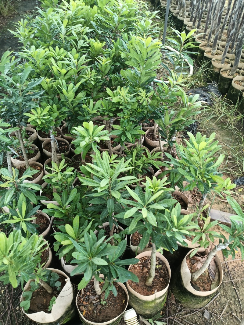 东魁杨梅苗