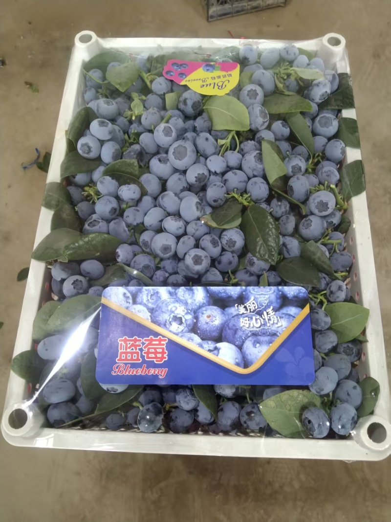 蓝莓