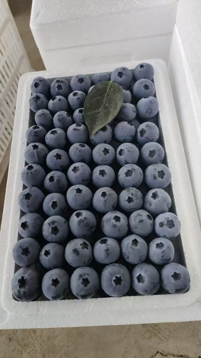蓝莓