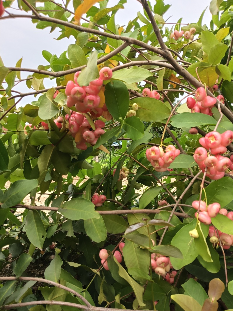 黑金刚莲雾苗