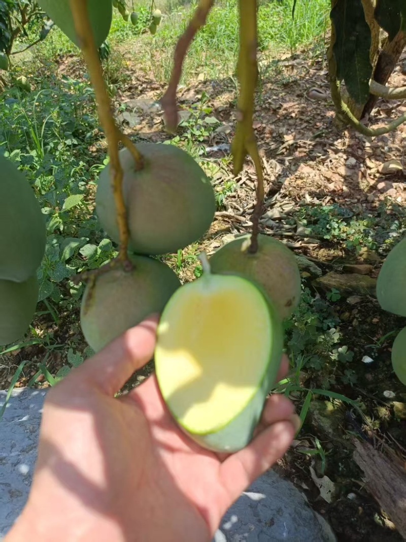 台农工厂货大量供应