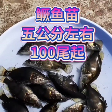 衡水淡水鱼苗养殖基地直销各种淡水鱼苗