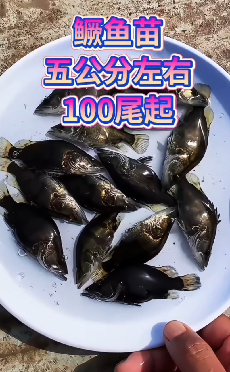 衡水淡水鱼苗养殖基地直销各种淡水鱼苗