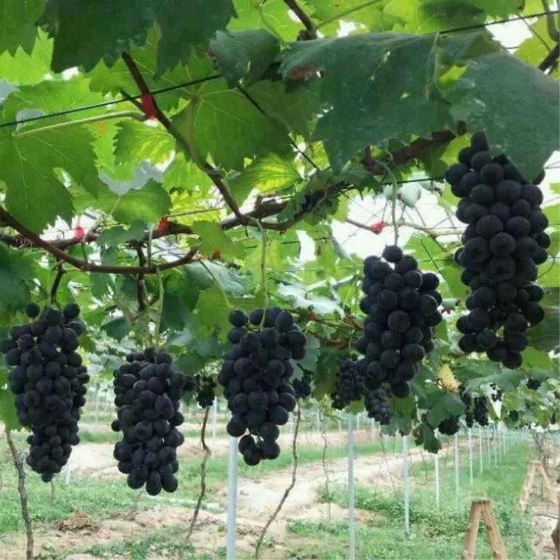 山东藤捻葡萄货量充足规格全产地直发诚信经营量大价优