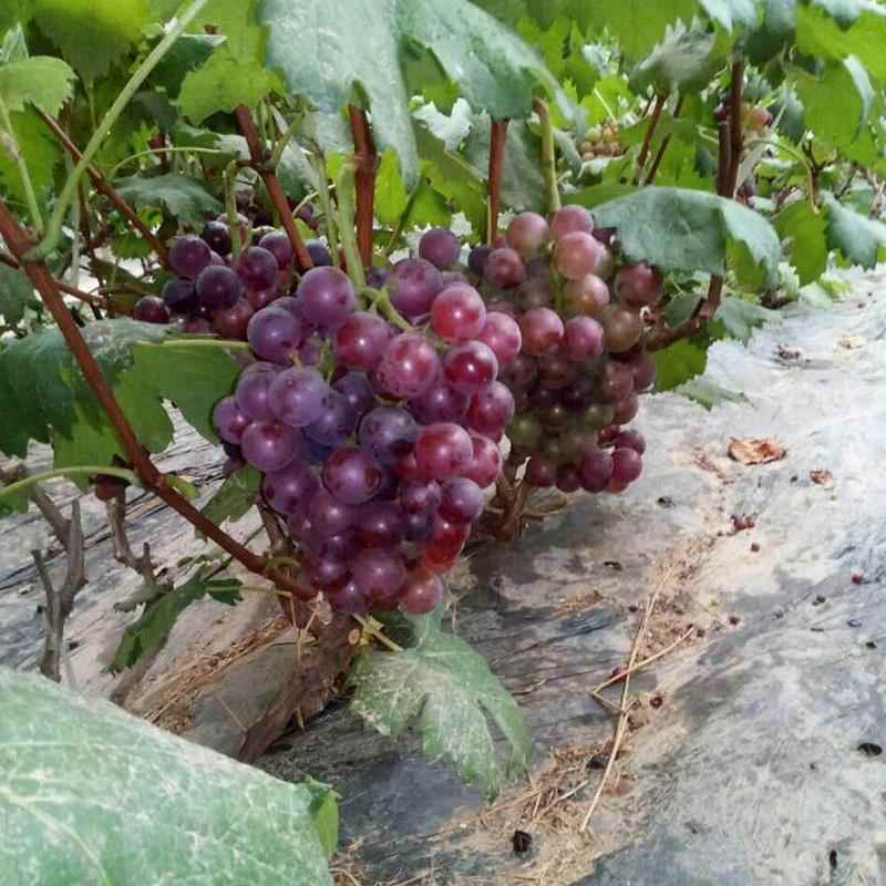 山东藤捻葡萄货量充足规格全产地直发诚信经营量大价优