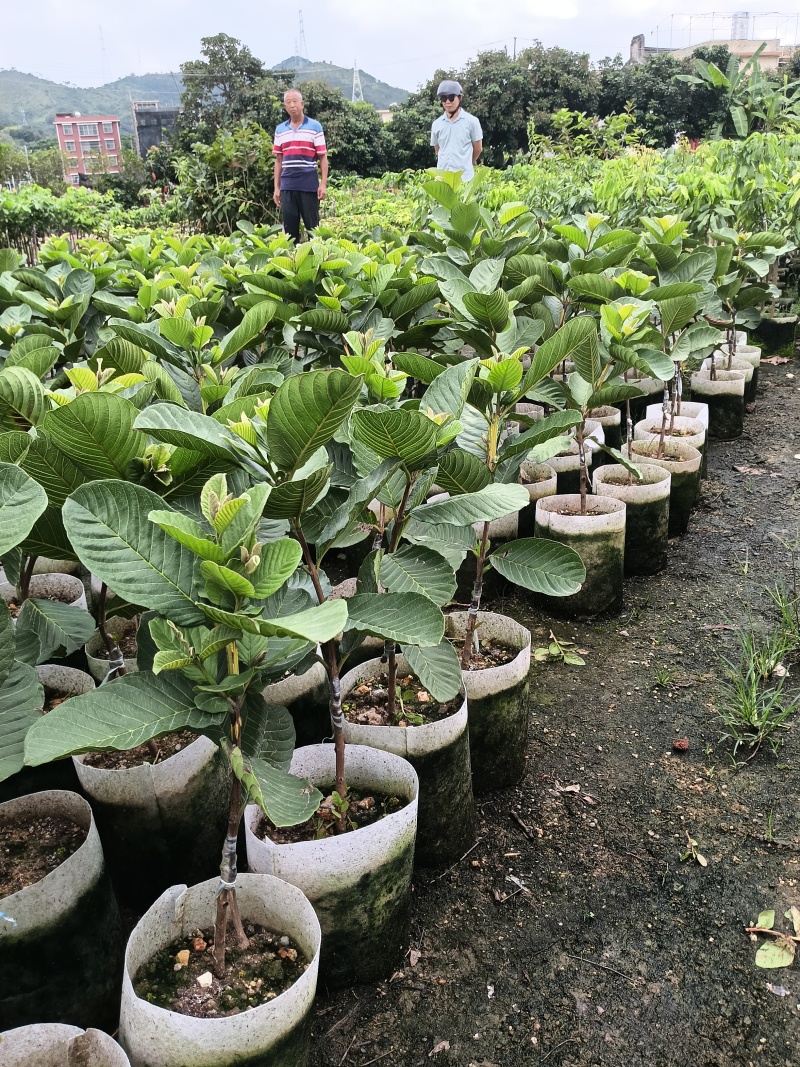 红心番石榴苗