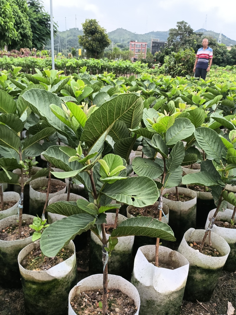 红心番石榴苗