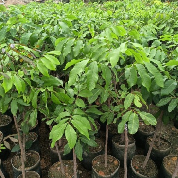 石硖龙眼嫁接苗，基地直接发货，包成活，欢迎您下单！