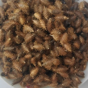 苍耳子