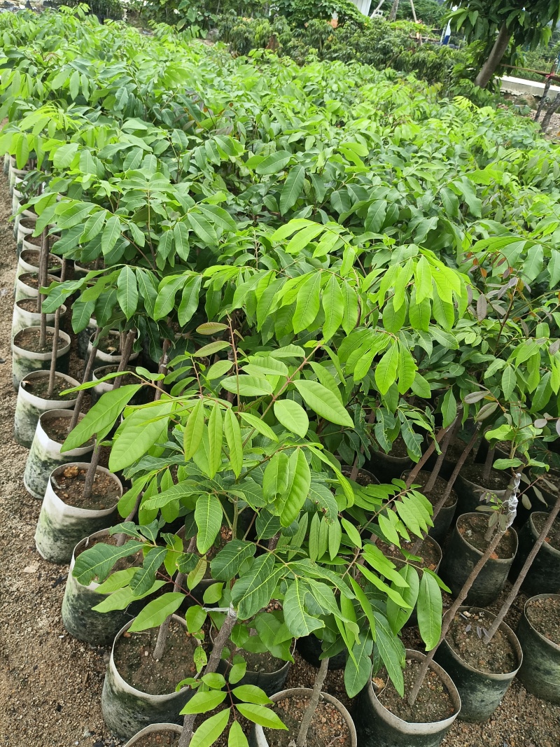 石硖龙眼嫁接苗，基地直接发货，包成活，欢迎您下单！