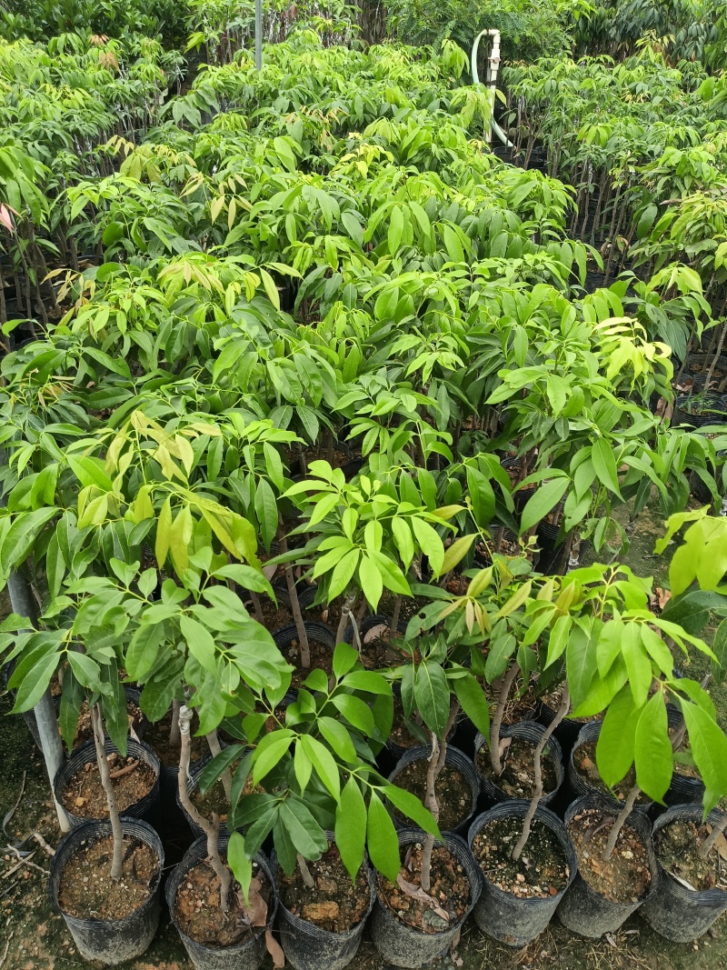 石硖龙眼嫁接苗，基地直接发货，包成活，欢迎您下单！