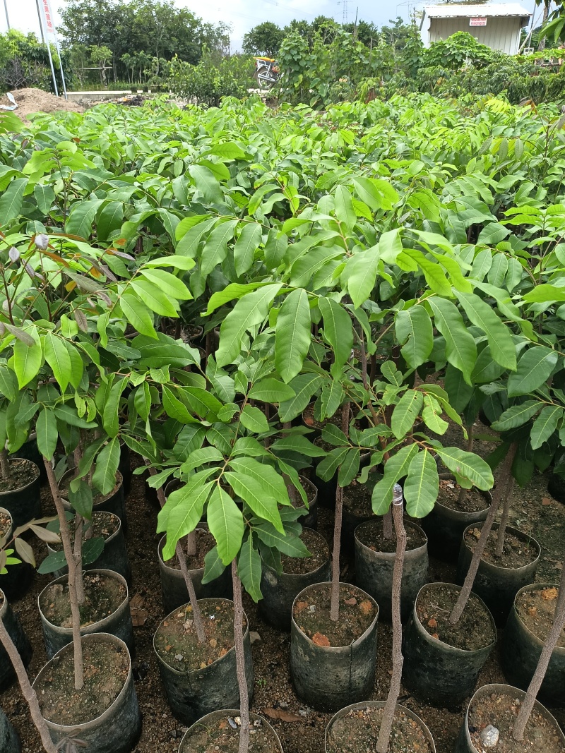 石硖龙眼嫁接苗，基地直接发货，包成活，欢迎您下单！