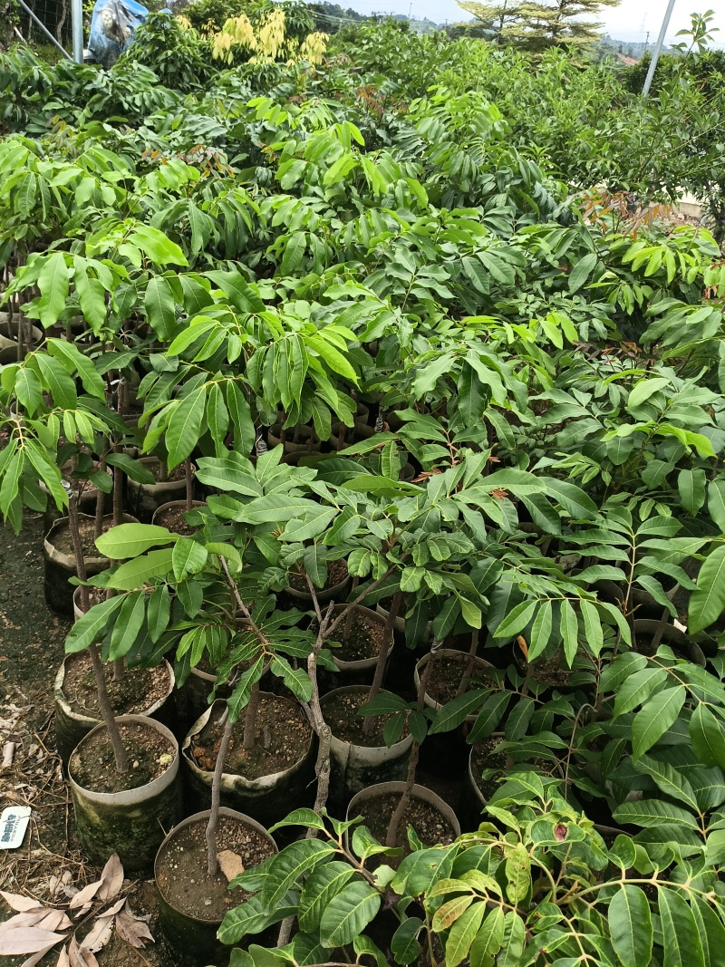 石硖龙眼嫁接苗，基地直接发货，包成活，欢迎您下单！