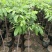 石硖龙眼嫁接苗，基地直接发货，包成活，欢迎您下单！