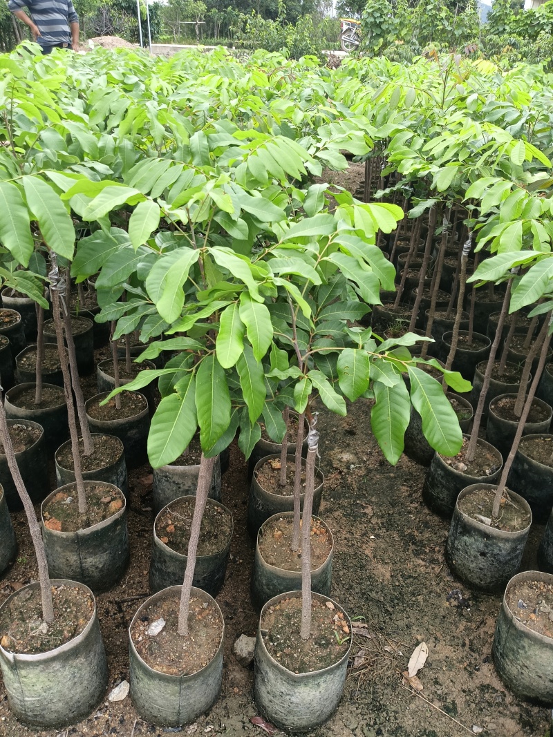 石硖龙眼嫁接苗，基地直接发货，包成活，欢迎您下单！