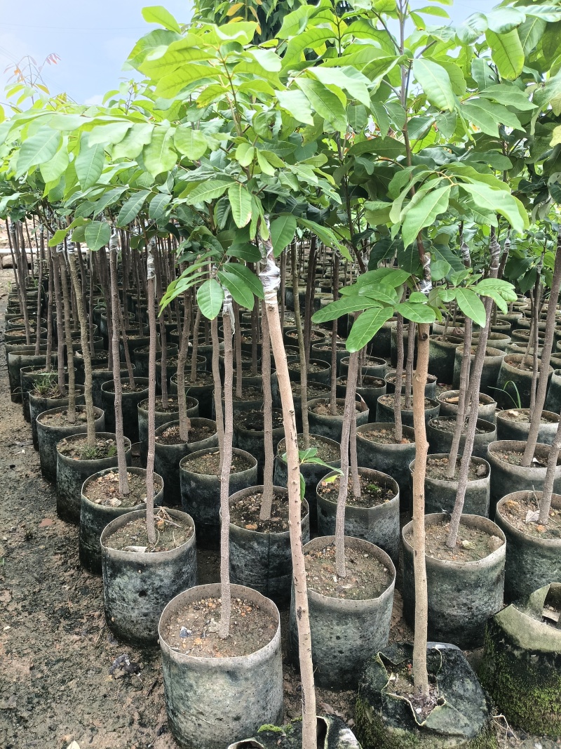 石硖龙眼嫁接苗，基地直接发货，包成活，欢迎您下单！