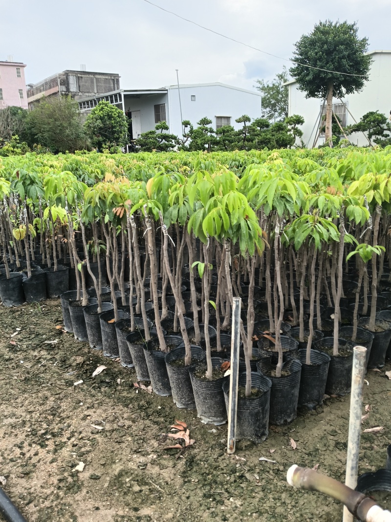 玲珑荔枝苗