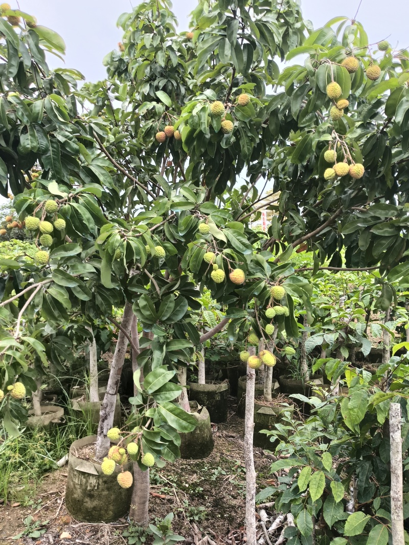玲珑荔枝苗