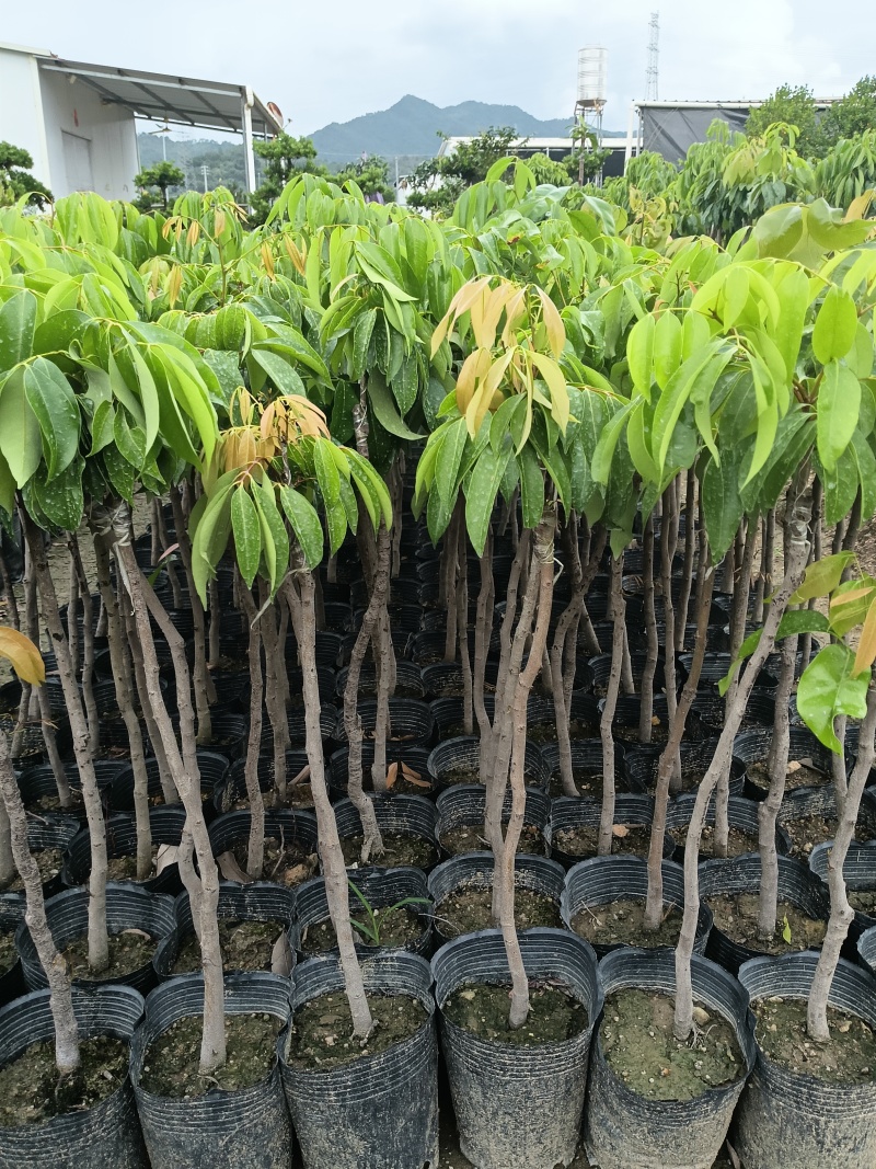 玲珑荔枝苗