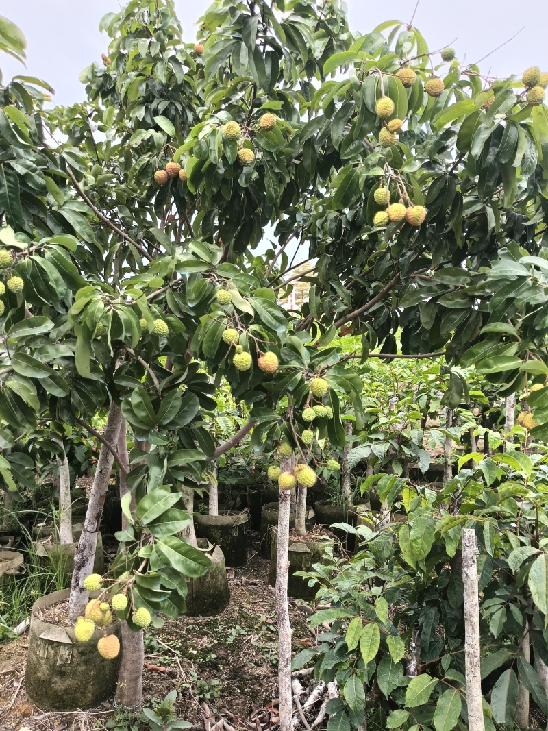 玲珑荔枝苗