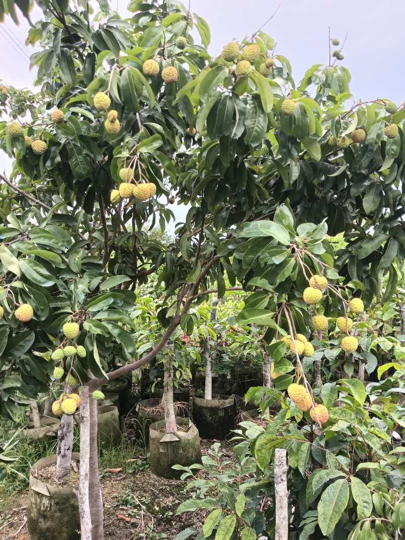 玲珑荔枝苗
