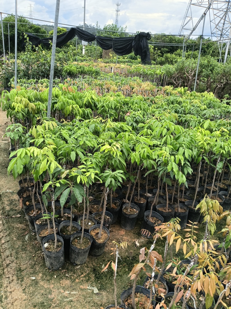 玲珑荔枝苗