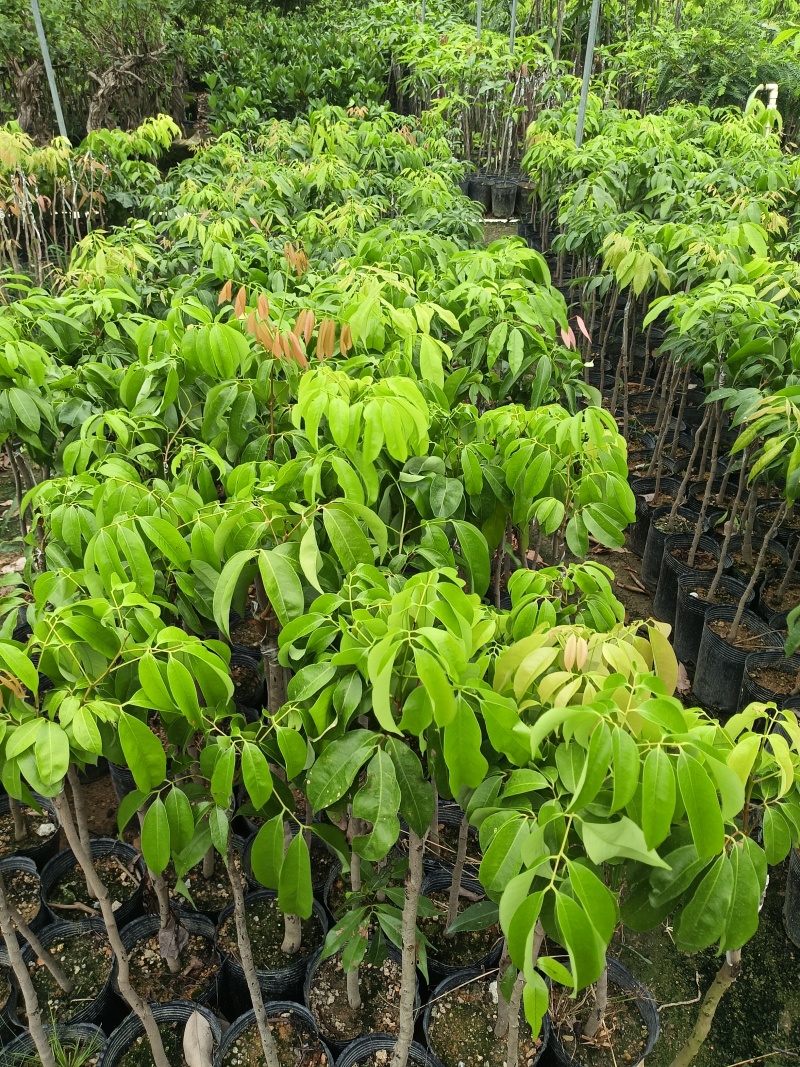 玲珑荔枝苗