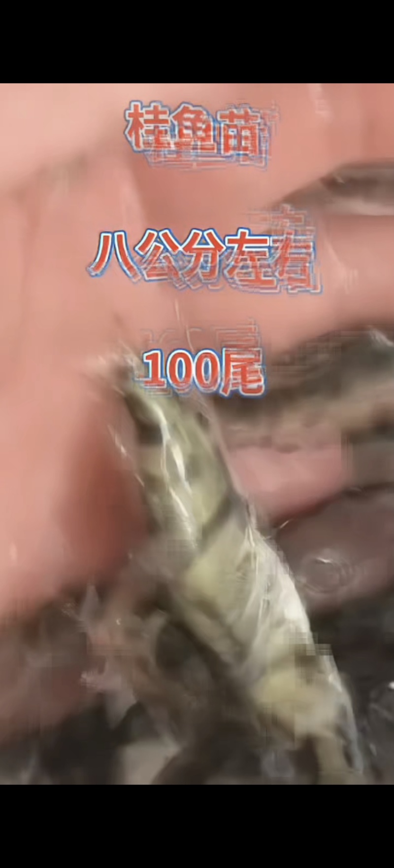 河北衡水淡水鱼苗养殖基地直销鳜鱼苗