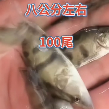 河北衡水淡水鱼苗养殖基地直销鳜鱼苗