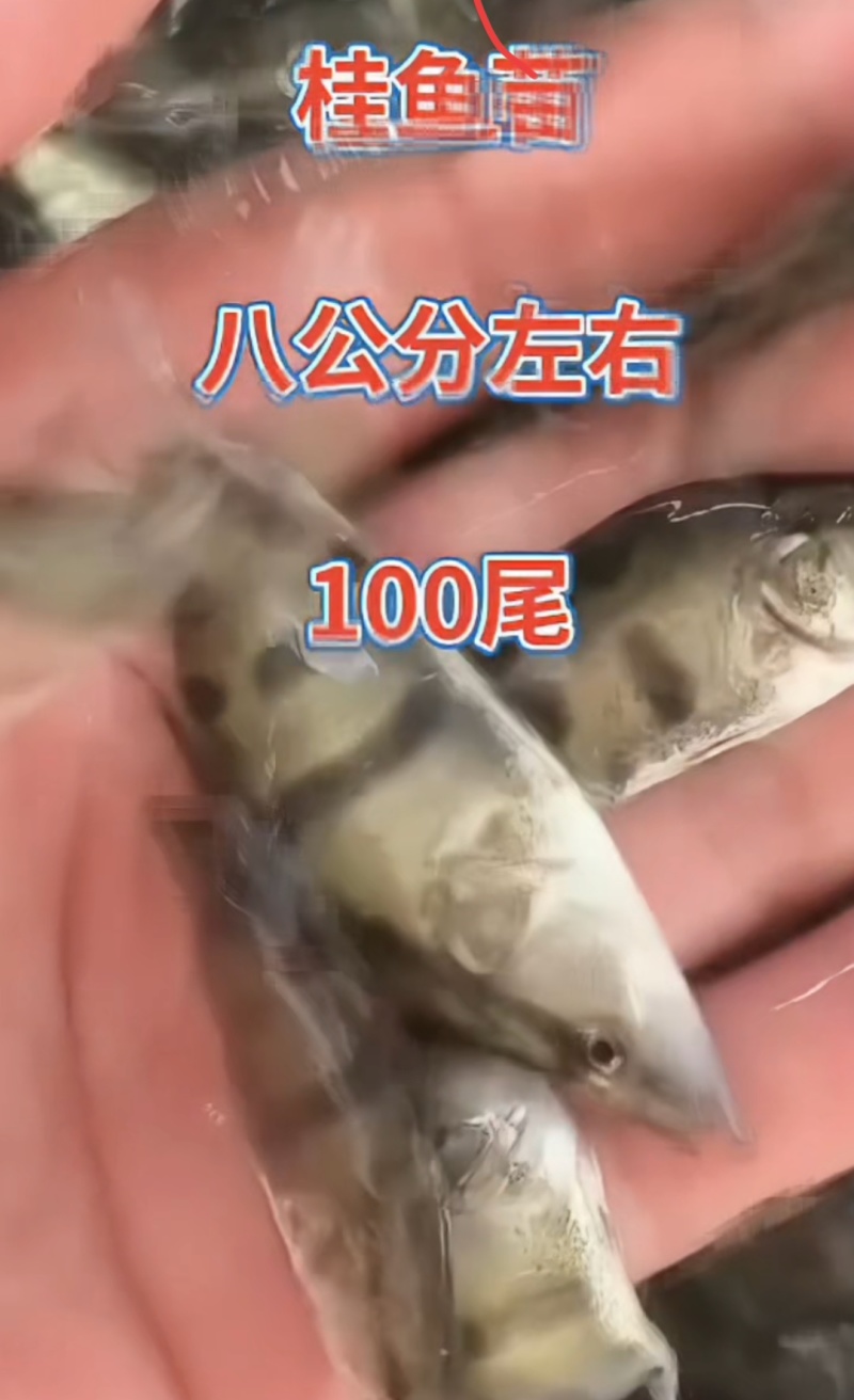 河北衡水淡水鱼苗养殖基地直销鳜鱼苗