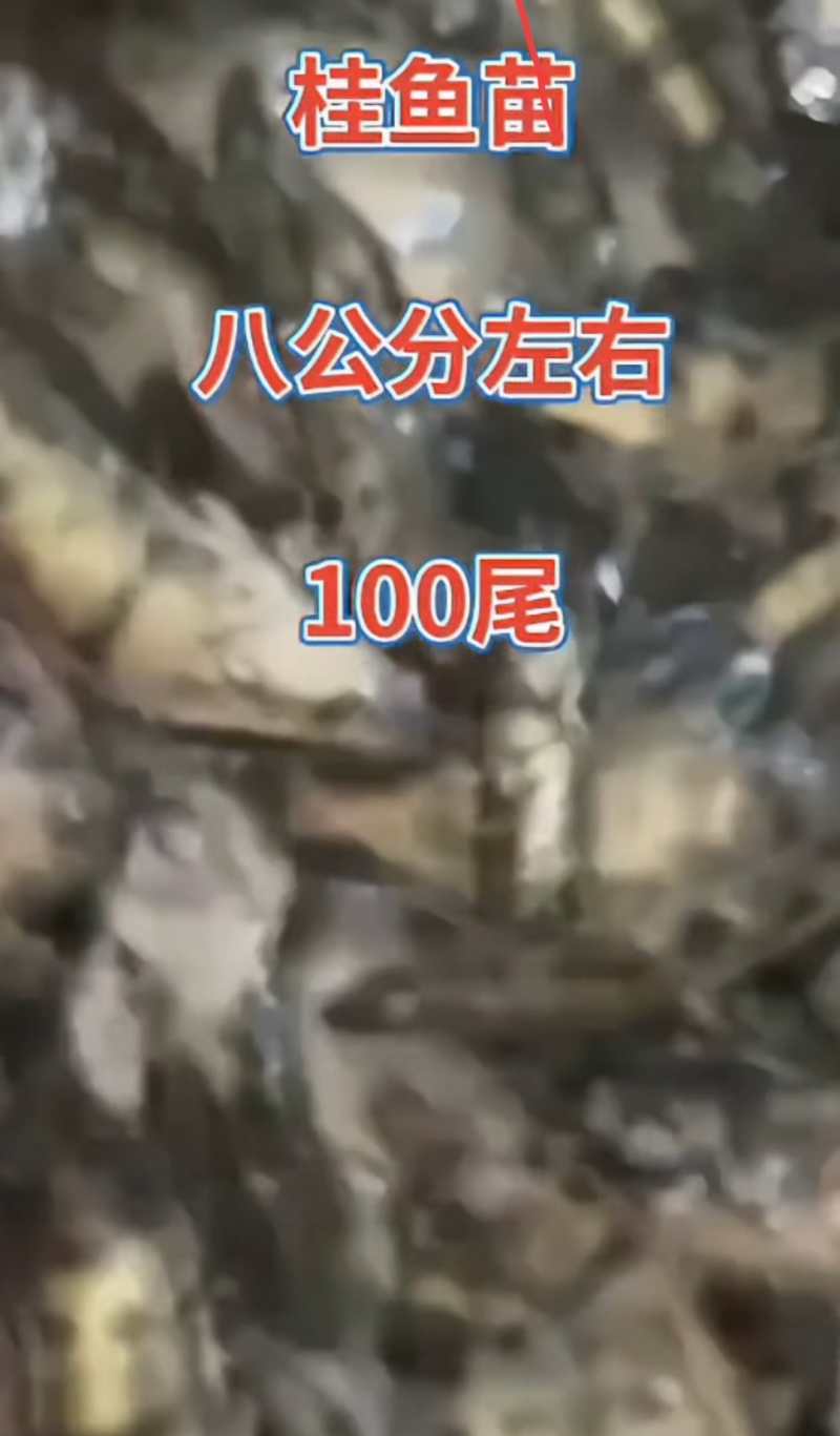 河北衡水淡水鱼苗养殖基地直销鳜鱼苗