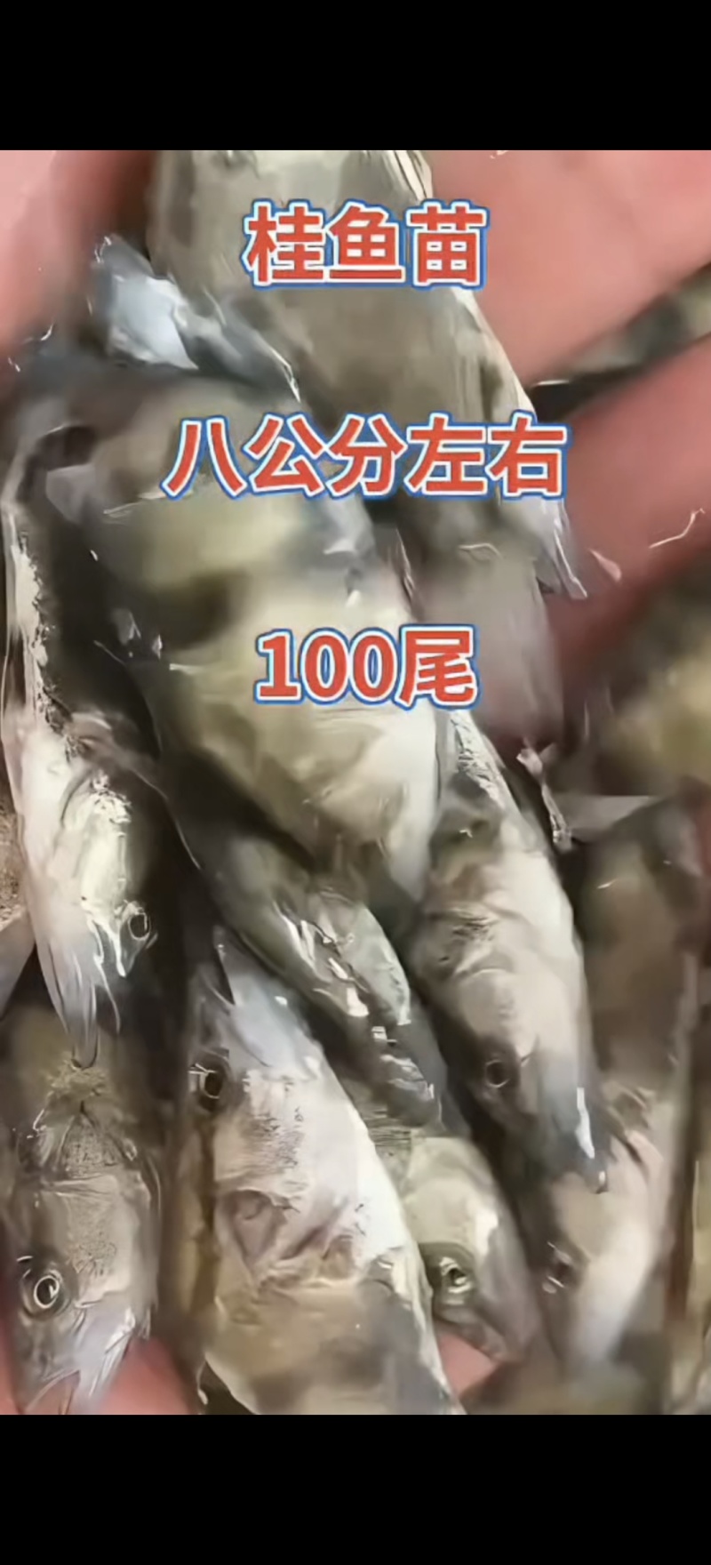 河北衡水淡水鱼苗养殖基地直销鳜鱼苗