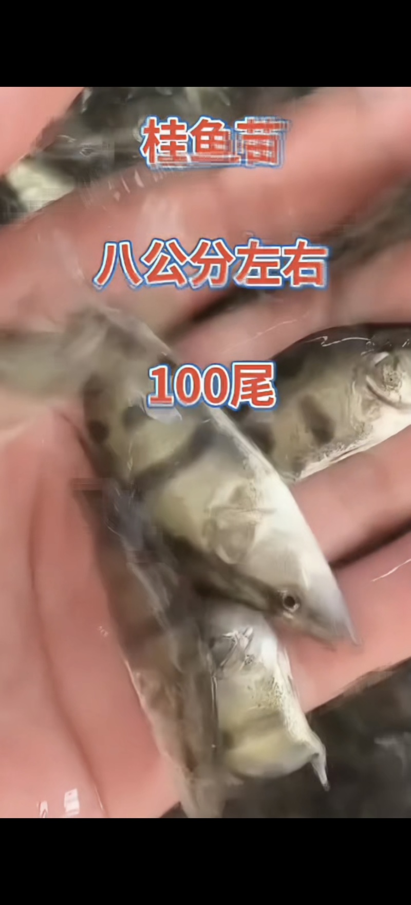 河北衡水淡水鱼苗养殖基地直销鳜鱼苗